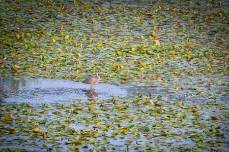 Blue Heron Bird Hunts for Fish in a Clearing in a Lily Pad Covered Pond on a Summer Dayの写真素材