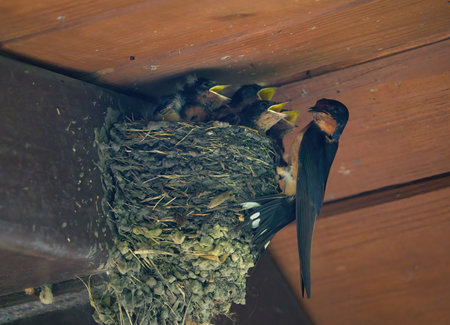 Barn Swallow Feeding Babies: An adult barn swallow bird feeding hungry baby barn swallows in a mud bird next in the eve of a picnic shelter on a summer dayの写真素材