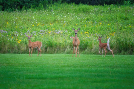 Mamma White-Tailed Deer Doe and Two Fawns on the Grass in Front of Prairie Wildflowers on a Summer Dayの写真素材
