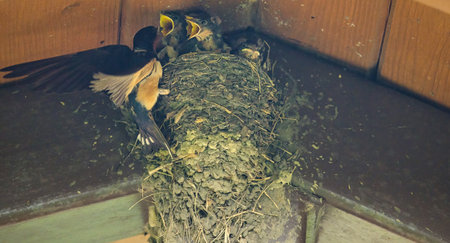 Barn Swallow Feeding Babies: An adult barn swallow bird feeding hungry baby barn swallows in a mud bird next in the eve of a picnic shelter on a summer dayの写真素材