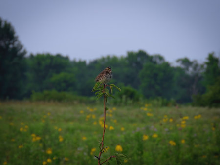 Sparrow on a Branch: A Savannah sparrow bird perched on the top of a prairie plant with the forest blurred in the background on a summer dayの写真素材