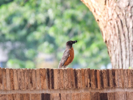 American Robin Bird with Mulberry in its Beak on a Summer Dayの写真素材