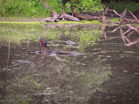 Green Heron Bird on a Fallen Log in a Pond with Duck Weed on a Summer Dayの写真素材