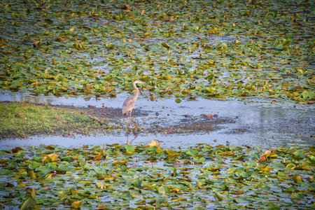 Blue Heron Bird Hunts for Fish in a Clearing in a Lily Pad Covered Pond on a Summer Dayの写真素材