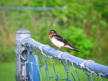 A Barn Swallows Perched on a Metal Fence with Green Foliage in Background on a Summer Dayの写真素材