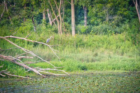 Blue Heron Bird Perched on a Fallen Tree Overlooking Lily Pad Covered Pondの写真素材