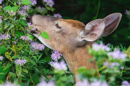 A Doe White-Tailed Deer Eats Bee Balm and Leaves for Breakfast on a Summer Dayの写真素材