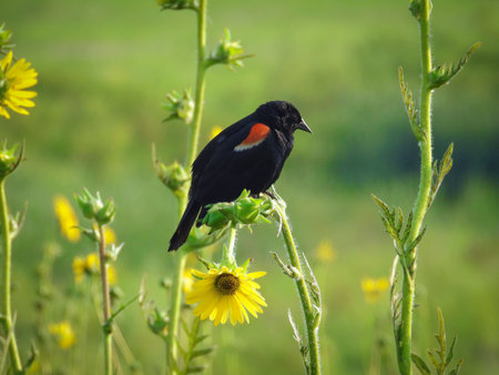 Blackbird on a Yellow Flower: A male red-winged blackbird bends the stem of a yellow prairie flower for his perch in the morning sunlight on a summer dayの写真素材