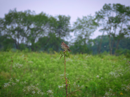 Sparrow on a Branch: A Savannah sparrow bird perched on the top of a prairie plant with the forest blurred in the background on a summer dayの写真素材