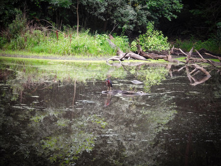 Green Heron Bird on a Fallen Log in a Pond with Duck Weed on a Summer Day