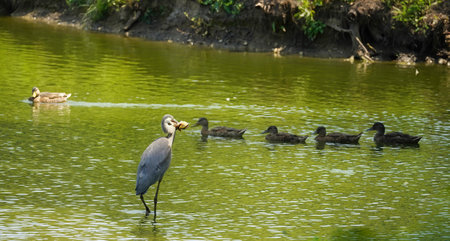 Blue Heron Bird with a Large Catfish Caught in a Pond on a Summer Day