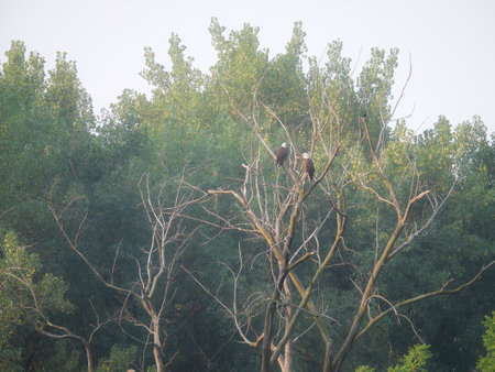 Mated Pair of Bald Eagles Perched in a Dead Tree on a Summer Dayの写真素材