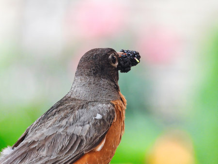 American Robin Bird with Mulberry in its Beak on a Summer Dayの写真素材