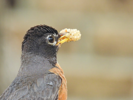 American Robin Bird with Mulberry in its Beak on a Summer Dayの写真素材