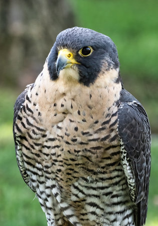 Closeup of a Peregrine Falcon on a summer dayの写真素材