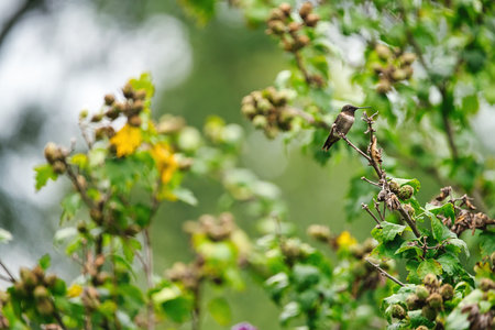 Male ruby-throated hummingbird perched in a Rose of Share hibiscus flower tree on a summer dayの写真素材