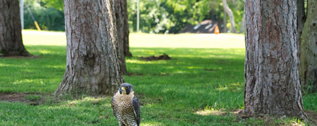 Closeup of aÂ Peregrine FalconÂ on a summer dayの写真素材
