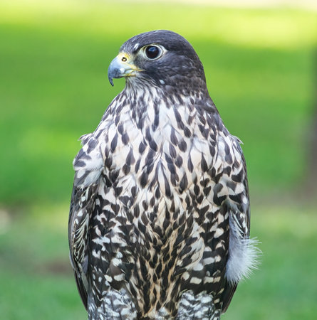 Closeup of aÂ GyrfalconÂ on a summer dayの写真素材