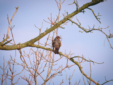 American Robin fledgling bird perched on a bare tree branch with blue sky in backgroundの写真素材
