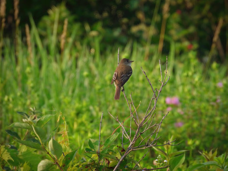 Alder flycatcher bird perched in a small tree on a summer dayの写真素材