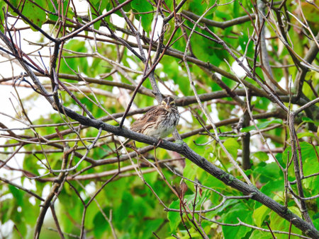 Savannah sparrow bird perched on bare tree branch on a summer dayの写真素材