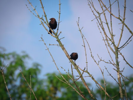Two brown headed cowbirds on perched on the top of a bare tree on a summer dayの写真素材