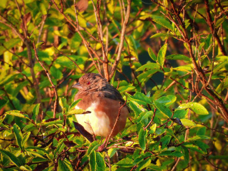 Eastern Towhee perched in a tree at sunrise on a summer dayの写真素材