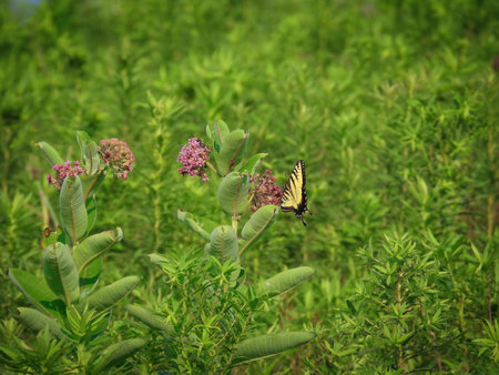 Two-tailed swallowtail butterfly on milkweed on a summer dayの写真素材