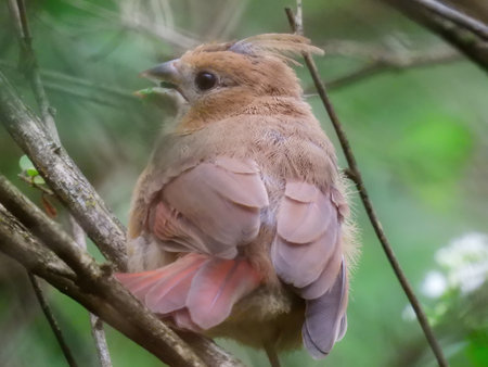 Northern Cardinal Fledgling Baby Bird Close Up on a Summer Dayの写真素材