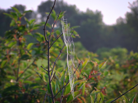 Spider web between two branches on the prairie at sunriseの写真素材