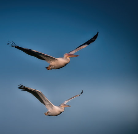 White Pelican Birds Fly in the Sky Heading Towards a Lake on a Sunny Dayの写真素材