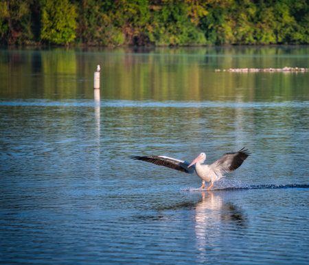 White Pelican Bird Comes In For A Landing on a Blue Lake with Green Trees in Background on a Sunny Dayの写真素材