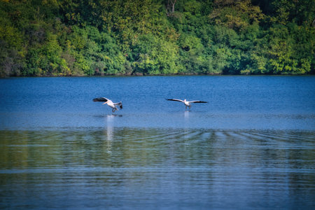 White Pelican Birds Fly in the Sky Heading Towards a Lake on a Sunny Dayの写真素材