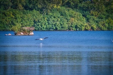 White Pelican Birds Fly in the Sky Heading Towards a Lake on a Sunny Dayの写真素材