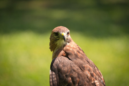 Portrait of a Red-Tailed Hawk Raptor Bird on a Summer Dayの写真素材