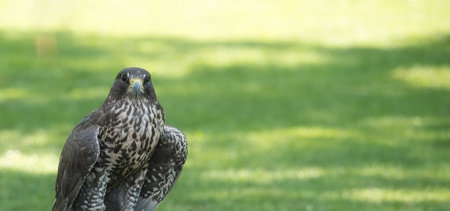 Potrait of a Gry-Saker Falcon Hybrid Raptor Bird on a Summer Dayの写真素材