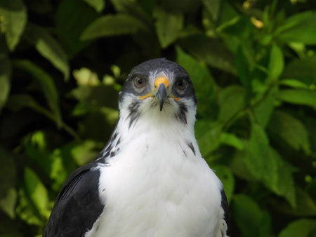 Potrait of a African Angur Buzzard (Buteo Angur) Raptor Bird on a Summer Dayの写真素材