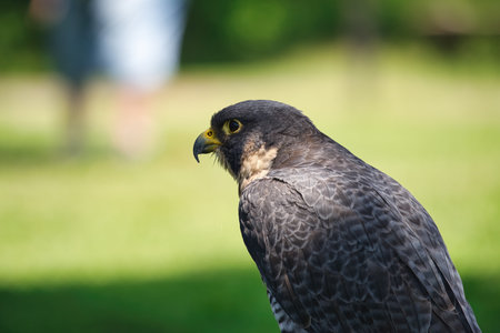 Potrait of a Peregrine Falcon Raptor Bird on a Summer Dayの写真素材