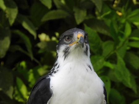 Potrait of a African Angur Buzzard (Buteo Angur) Raptor Bird on a Summer Dayの写真素材