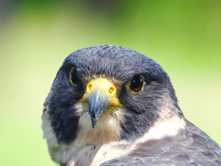 Potrait of a Peregrine Falcon Raptor Bird on a Summer Dayの写真素材