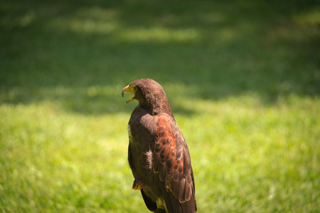 Potrait of Harris Hawk Raptor Bird on a Summer Dayの写真素材