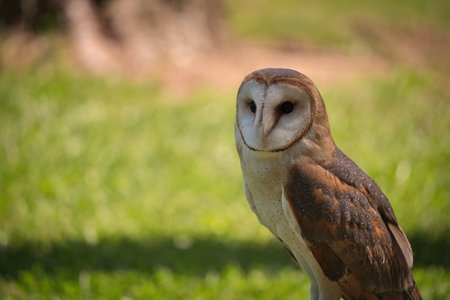 Closeup of Barn Owl: Beautiful close-up of a Barn Owl face on a summer day with the forest blurred in the backgroundの写真素材
