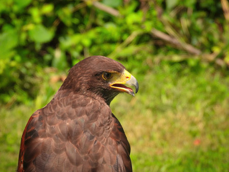 Potrait of Harris Hawk Raptor Bird on a Summer Dayの写真素材