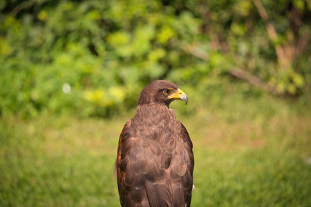 Potrait of Harris Hawk Raptor Bird on a Summer Dayの写真素材