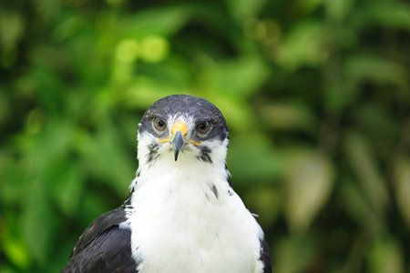 Potrait of a African Angur Buzzard (Buteo Angur) Raptor Bird on a Summer Dayの写真素材