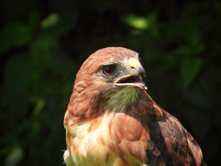 Portrait of a Red-Tailed Hawk Raptor Bird on a Summer Dayの写真素材