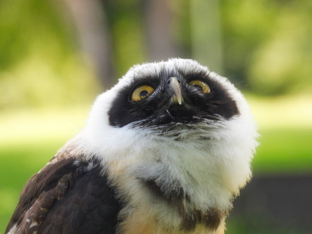 The Spectacled Owl (Pulsatrix perspicillata) Portait Close Up Macro on a Summer Dayの写真素材