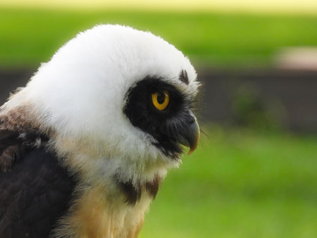 The Spectacled Owl (Pulsatrix perspicillata) Portait Close Up Macro on a Summer Dayの写真素材