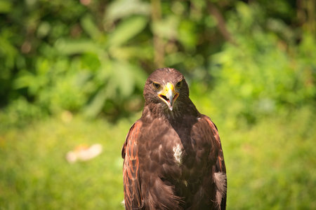 Potrait of Harris Hawk Raptor Bird on a Summer Dayの写真素材