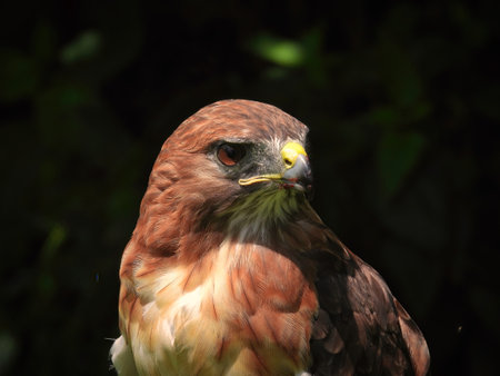 Portrait of a Red-Tailed Hawk Raptor Bird on a Summer Dayの写真素材